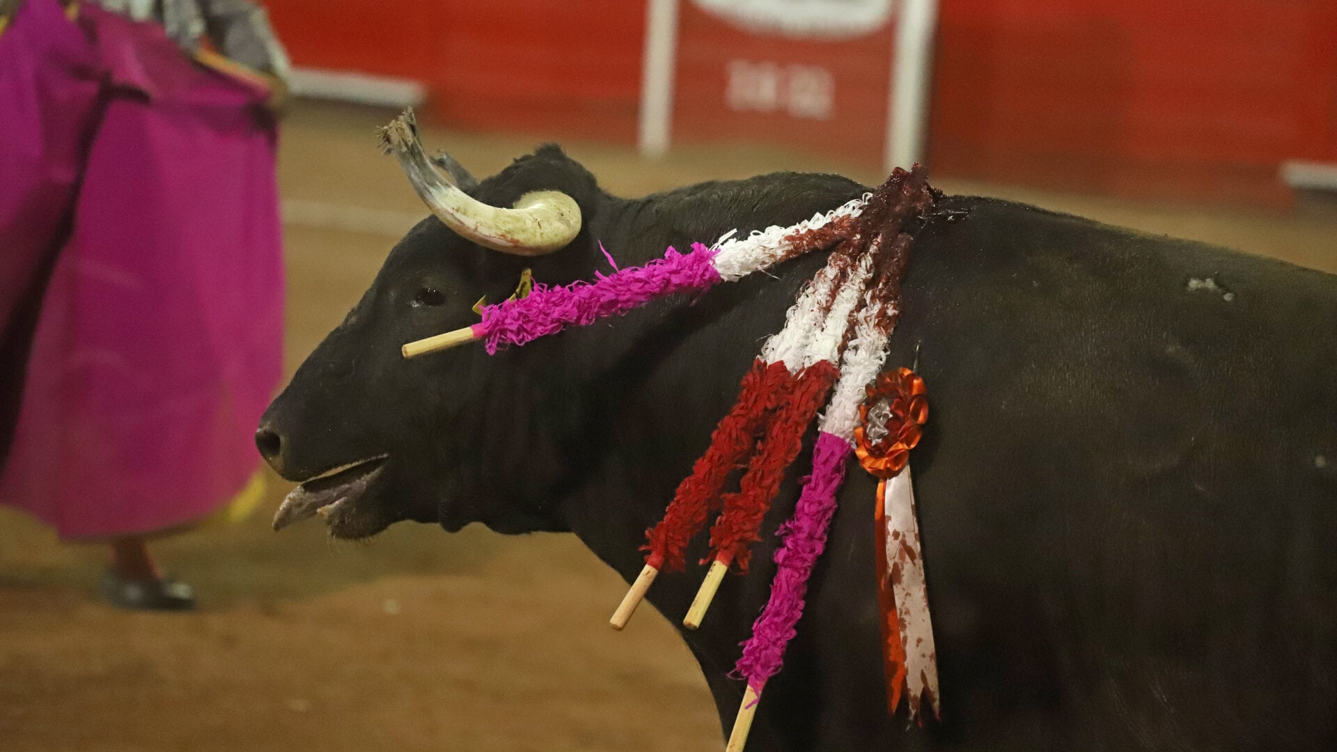 Closeup of injured bull with swords sticking out of neck and tongue out, Mexico. Bullfighting at Monumental Plaza in Monterrey, Mexico. bullfight, bull