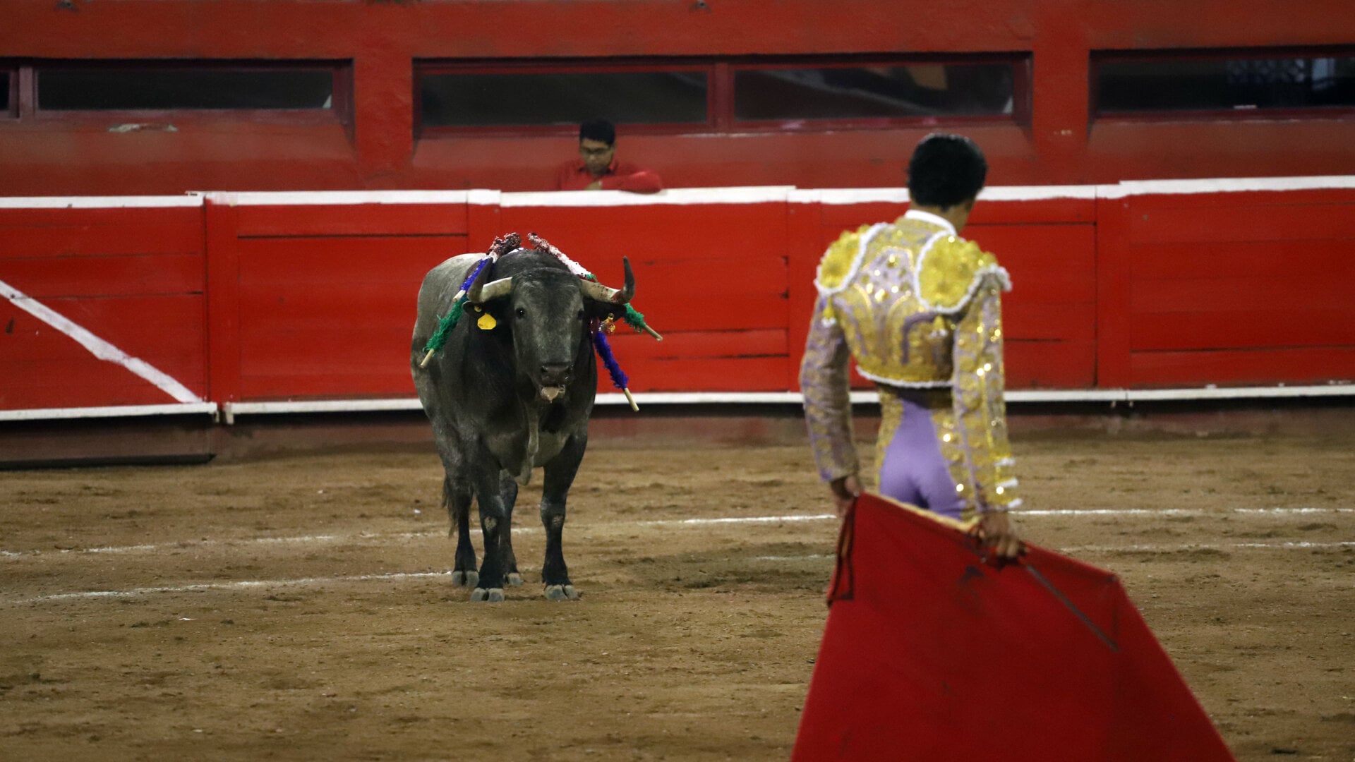 Injured bull in a ring looking sadly at a matador. Bullfighting at Monumental Plaza in Monterrey, Mexico. bullfight, bull